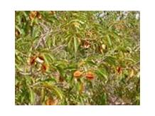 Кинкелиба. Чай здорового долголетия. Продукт из Африки